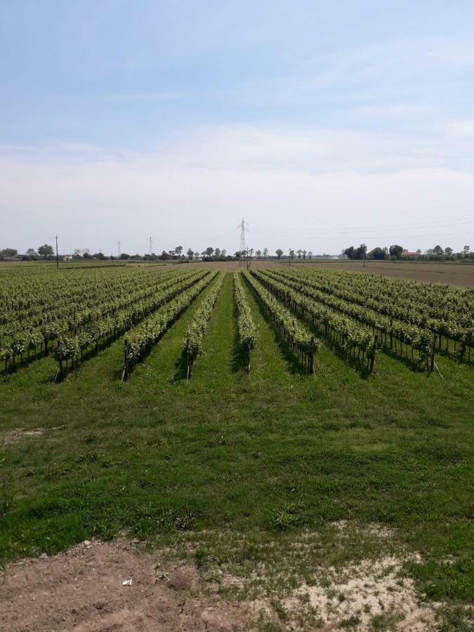Tenuta Crescentini-Vallemura ,Appartamenti Con Entrata Indipendente 산도나디피아베 외부 사진